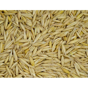 Bob Oats Seed - 1 Lb. - Seed World