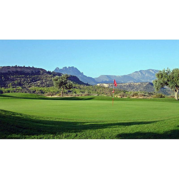 SeaShore Paspalum Grass Seeds Seed World