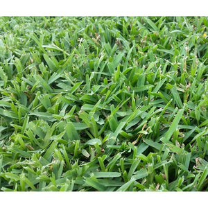 Seville St Augustine Grass Plugs - 2 Trays - Seed World