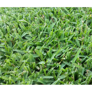 planting st augustine seed St. Augustine Seville Grass Plugs– Seed World
