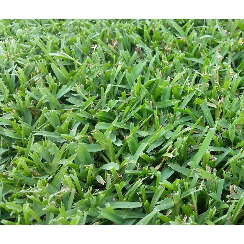 Palmetto St Augustine Grass Plugs Seed World