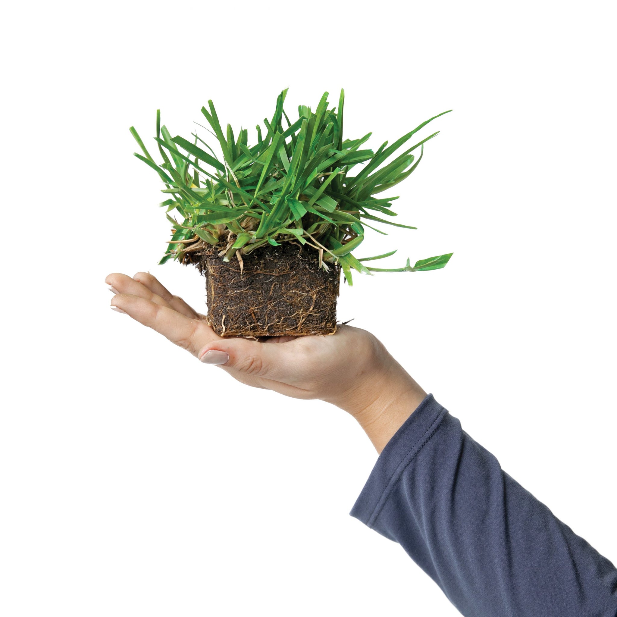 planting st augustine seed St. Augustine Floratam Grass Plugs– Seed World