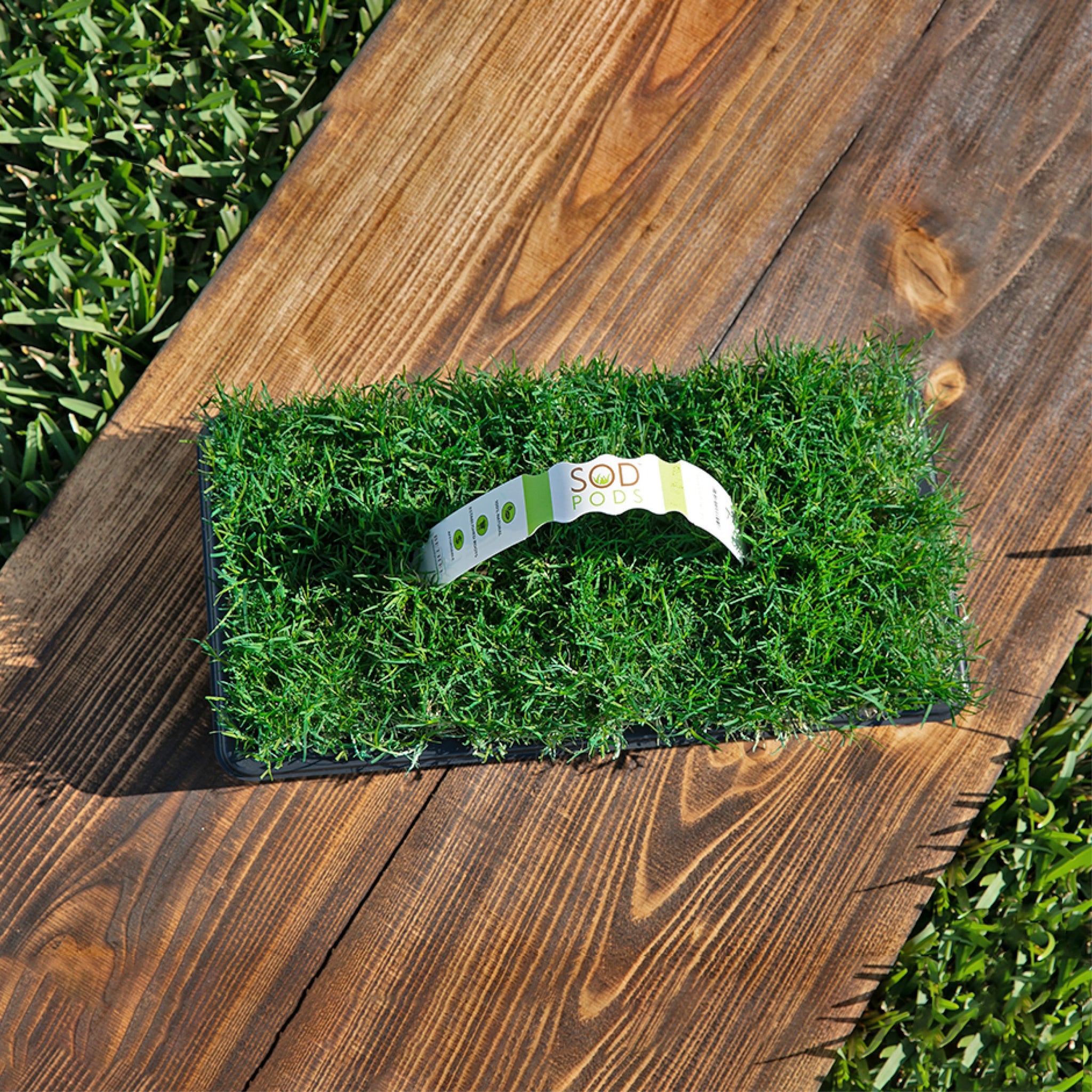tifway 419 bermuda grass seed lowe's Bermuda Grass Plugs