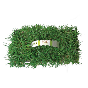 Centipede Grass Plugs - Seed World