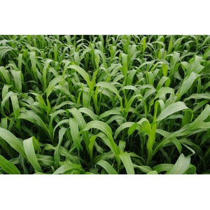 Sorghum Sudangrass Sugar Grazer II Seed - 1 Lb. - Seed World