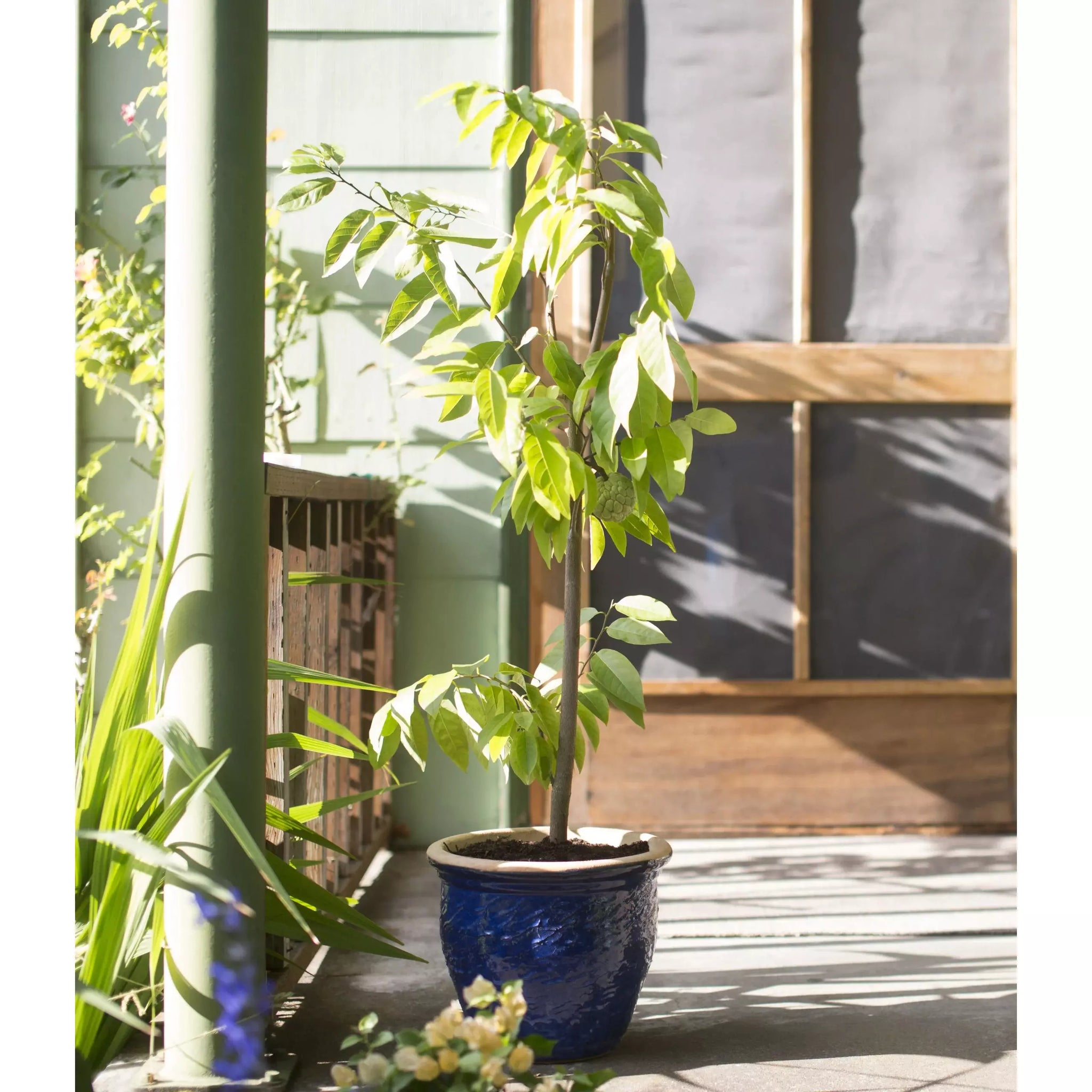 soursop plant in pot Soursop Fruit Plant– Seed World