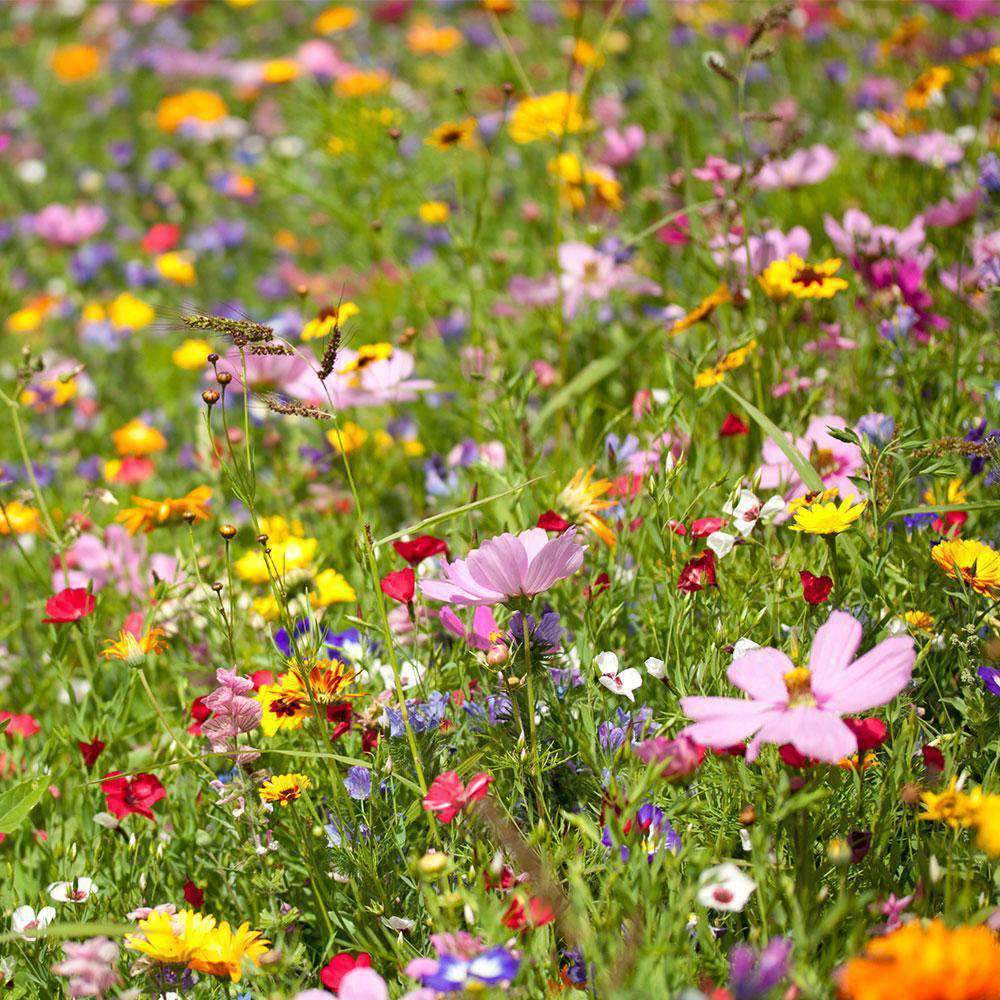 mixed wildflowers seeds CGIG Wildflower Mixture Seeds for Southeast– Seed World