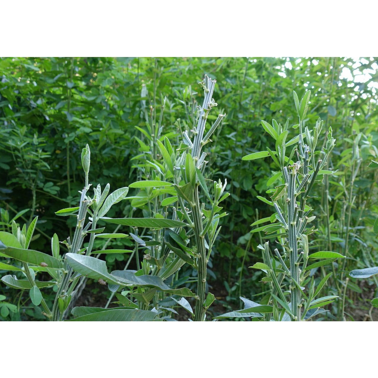 Imperial Whitetail Sunn Hemp Seed - 7 Lbs. - Seed World