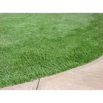 planting grass seed in ky Kentucky 31 Tall Fescue Grass Seed (Raw)