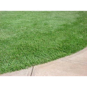 Kentucky 31 Tall Fescue Grass Seed - 1 Lb. - Seed World