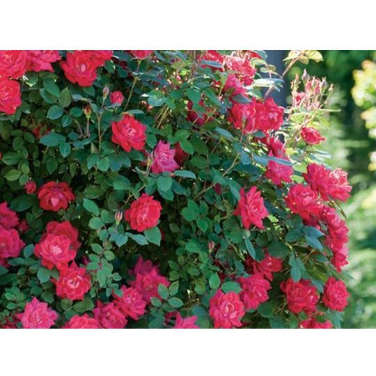 Knock Out Double Red Rose Plant- 1 Gallon - Seed World