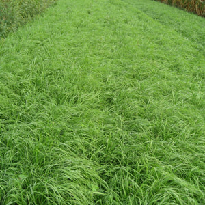 Teff Grass Seed - Seed World