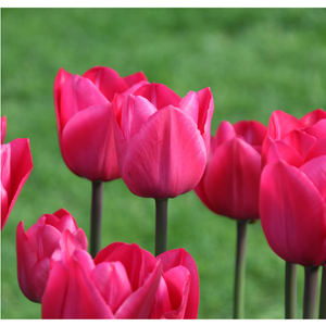 Pink Tulip Plant - Seed World