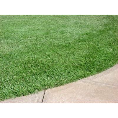Bulldog 51 Tall Fescue Grass Seed - 1 Lb. - Seed World