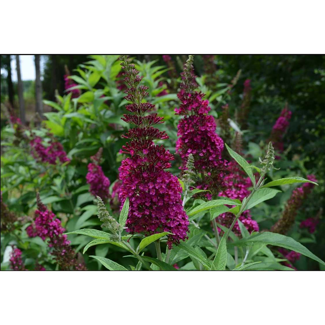 (Funky Fuchsia) First Editions Plant Butterfly Bush - 2 Gallon - Seed World