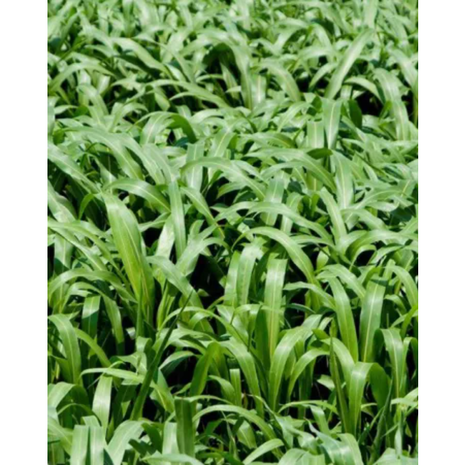 Defiance Sorghum Sudan Grass (Aphid Tolerant) - Seed World