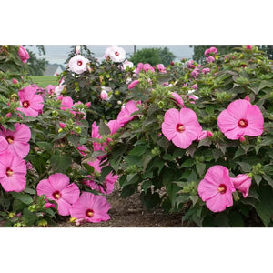 Bloomables Head Over Heels Hibiscus - 2 Gal - Seed World