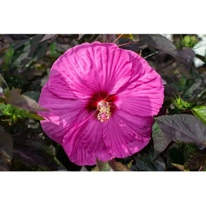 Bloomables Head Over Heels Hibiscus - 2 Gal - Seed World