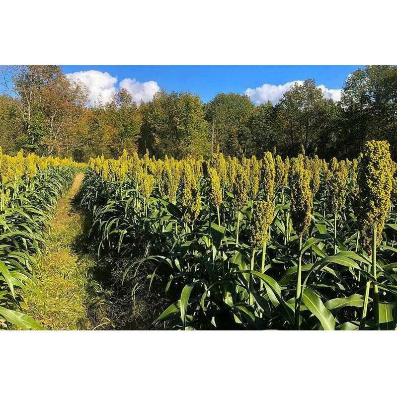 milo seed plant WGF Sorghum Seed