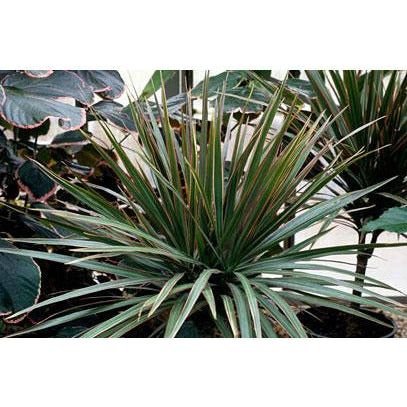 Dracaena Marginata 10" Plant - Seed World