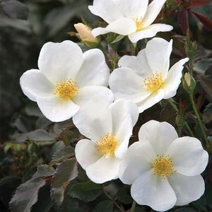 Knock Out White Rose  - 2 Gallon - Seed World