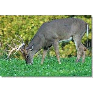 Rackmaster Fall Food Plot Seed - Seed World