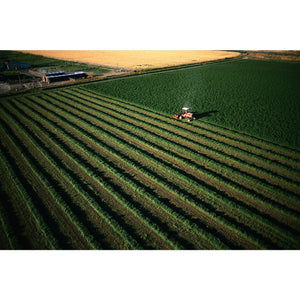 Alfalfa Seed Field