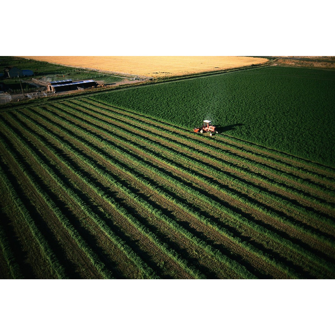 Alfalfa Seed Field