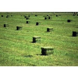 Alfalfa Seed (Common) - 1 Lb. - Seed World
