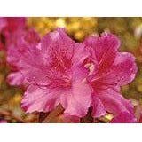 Azalea Plant - 1.25 Qt - Seed World