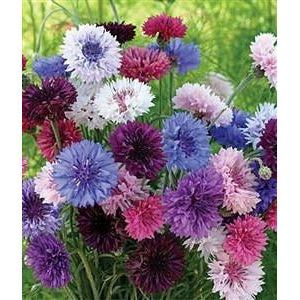 Bachelor Button Double Mix Seed - 1 Packet - Seed World