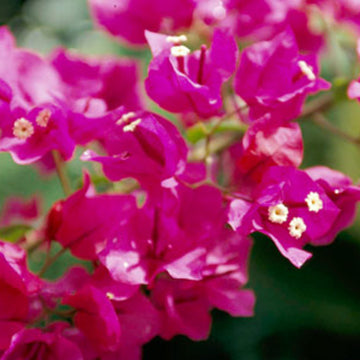 Bougainvillea Plant - 1 Gallon - Seed World