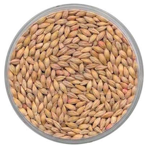 Barley Seed - 1 Lb. - Seed World
