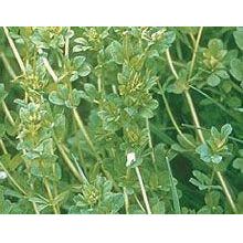 Birdsfoot Trefoil Seed - Seed World