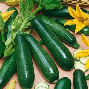 Squash Zucchini Black Beauty Seed - 1 Packet - Seed World