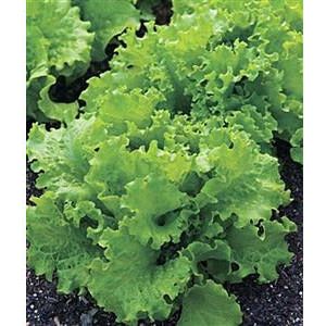 Lettuce Black Seeded Simpson Seed Heirloom - 1 Packet - Seed World