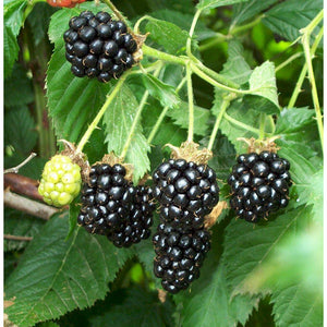 Blackberry Bush Plant - 1 Gallon - Seed World
