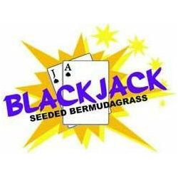 Blackjack Bermuda Grass Seed - Seed World