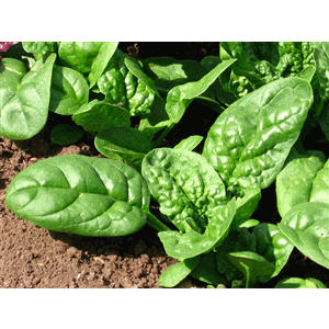 Bloomsdale Longstanding Spinach Seeds