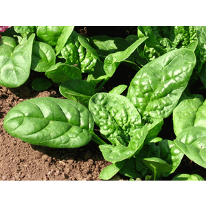 Spinach Bloomsdale Longstanding Seed Heirloom