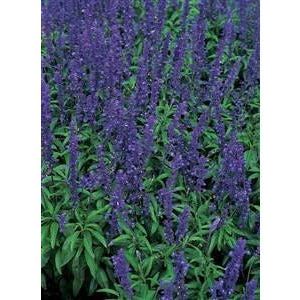 Salvia Blue Bedder Seed - 1 Packet - Seed World