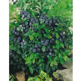 Blueberry Bush Plant - 1 Gallon - Seed World