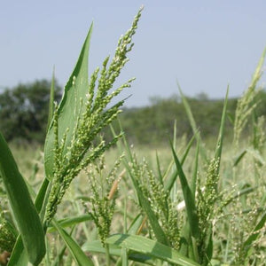 Brown Top Millet Seeds - Seed World