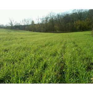 Buck Forage Oats Food Plot Seeds - Seed World