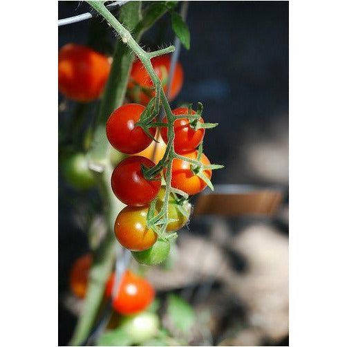 Sweet Cocktail Tomato Plant - 1 Gallon - Seed World