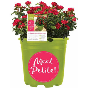 Petite Knock Out Rose - 1 Gal - Seed World