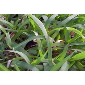 Tifblair Centipede Grass Seed (Certified) - 5 Lbs. - Seed World