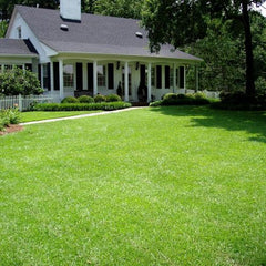 best way to plant centipede grass seed Centipede Grass Seed Raw– Seed World