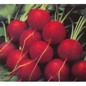 Radish Champion Seed - 1 Packet - Seed World