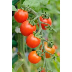 cherry tomato heirloom